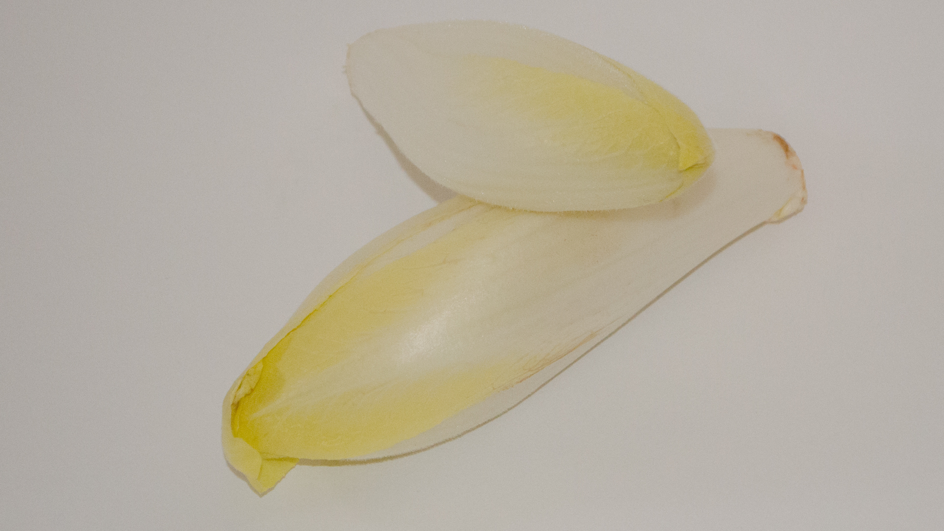 Chicorée gelb 0,5kg