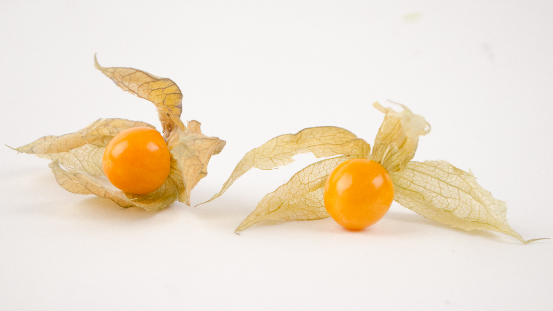 Physalis-aus-suedamerika