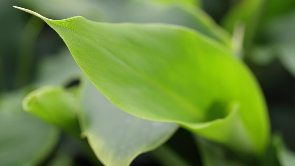 Cardamom Leaves Elettaria