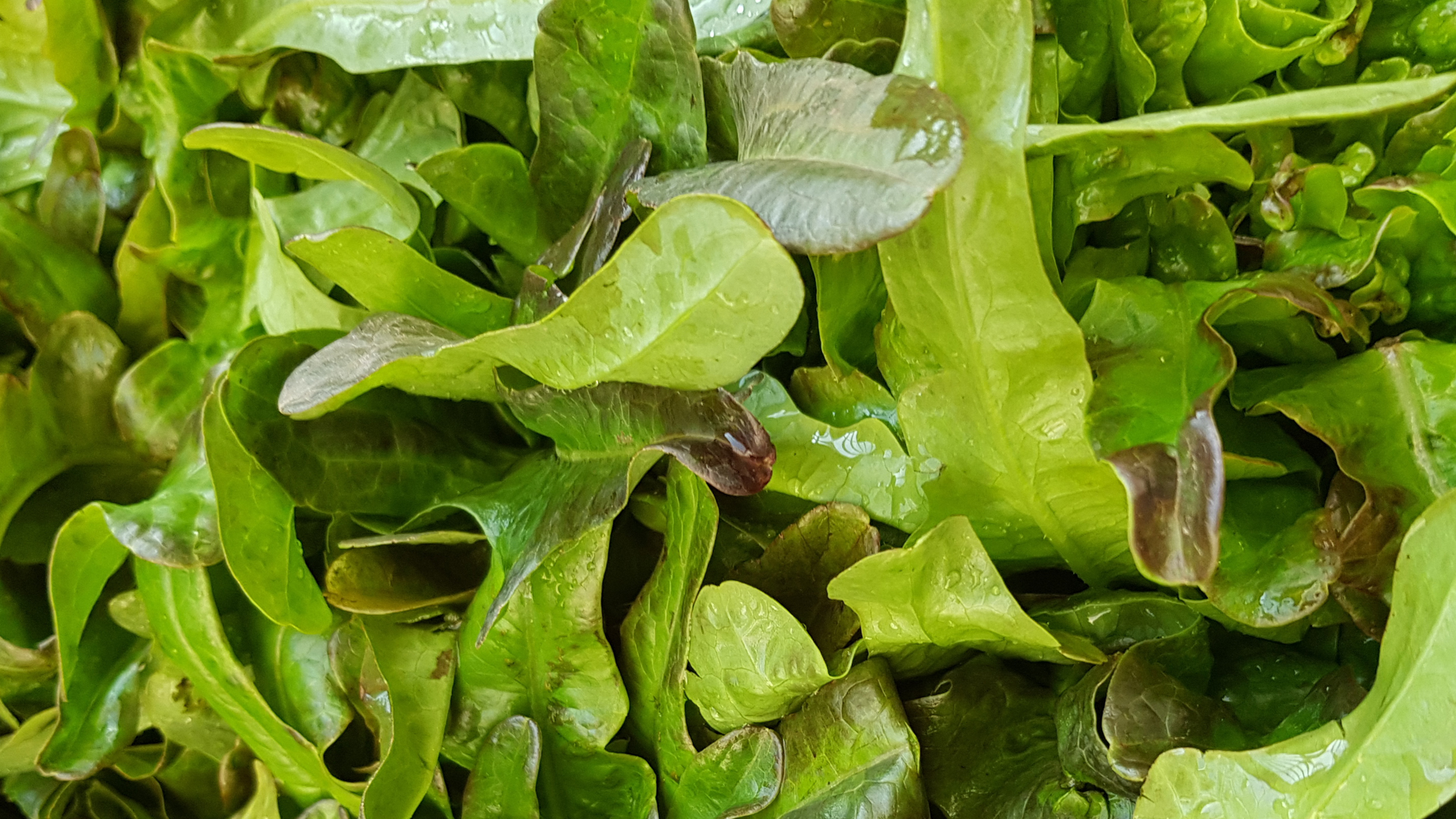 Fingersalat Deutschland Kiste