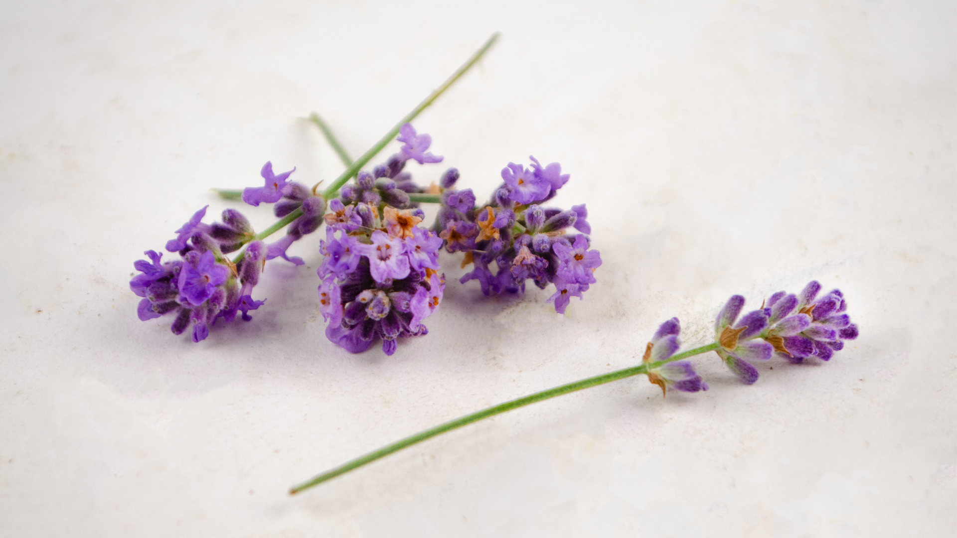 Lavendel lila NL Blüten
