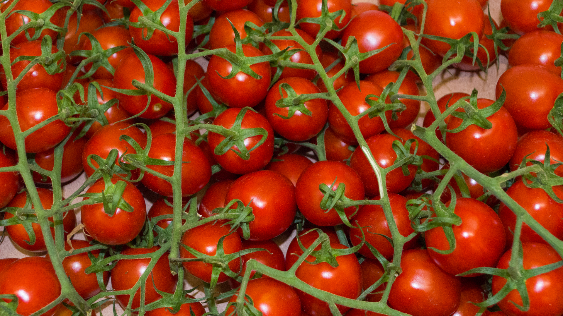 Roma Tomaten Kiste Mini-Pflaumentomaten