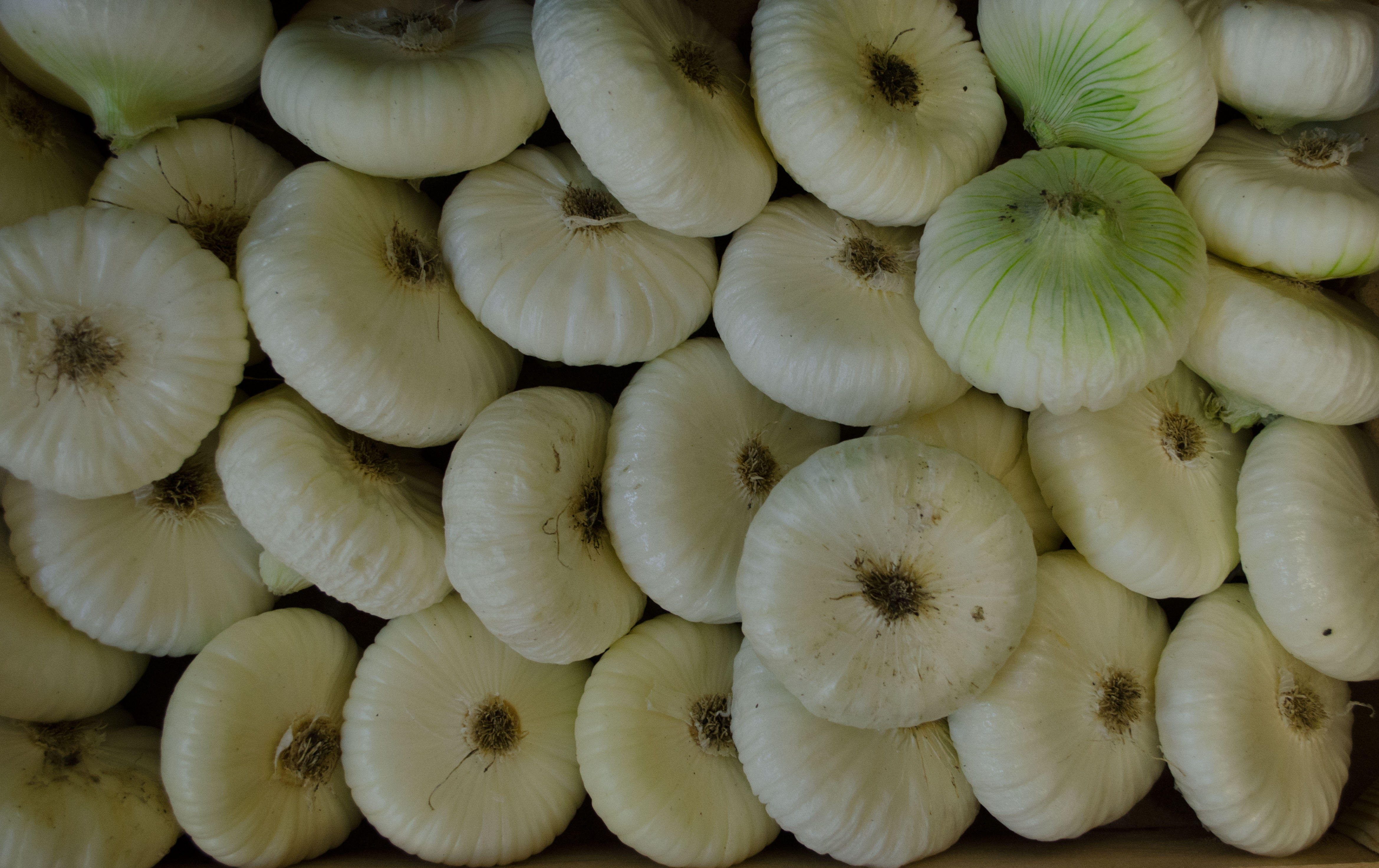 Bio-Platte-Weisse-Zwiebeln