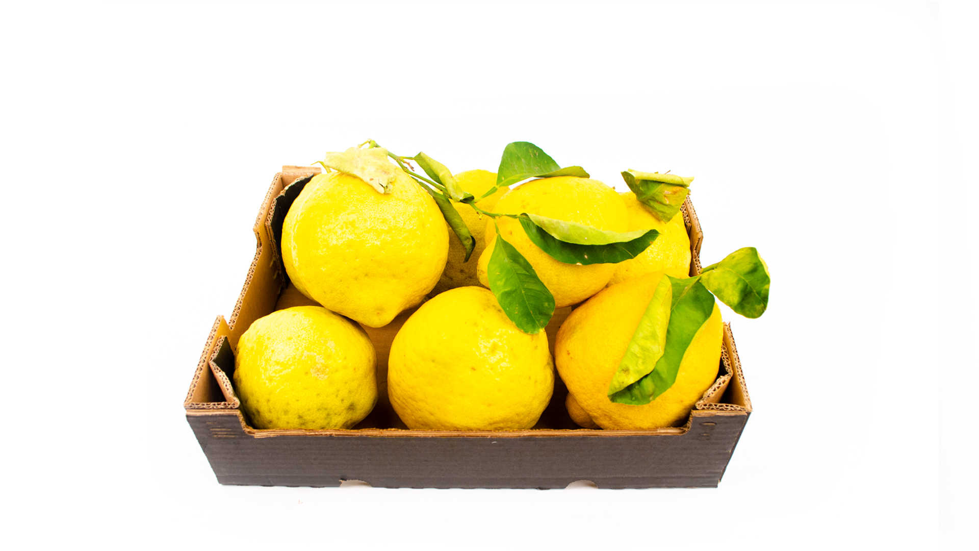 Zitronen-Cedri groß