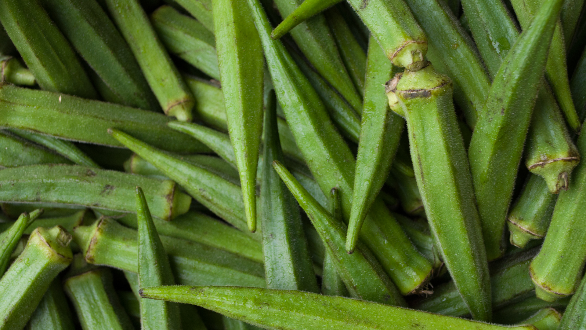 Okra Schoten frisch