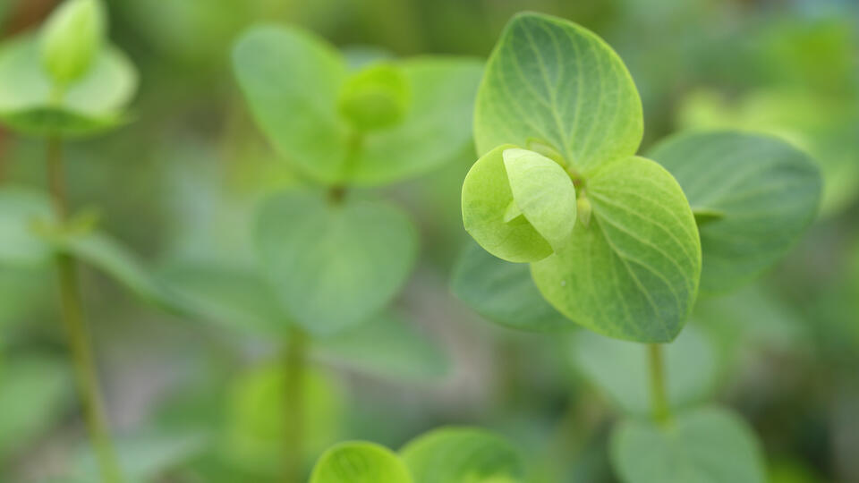 Floregano Origanum