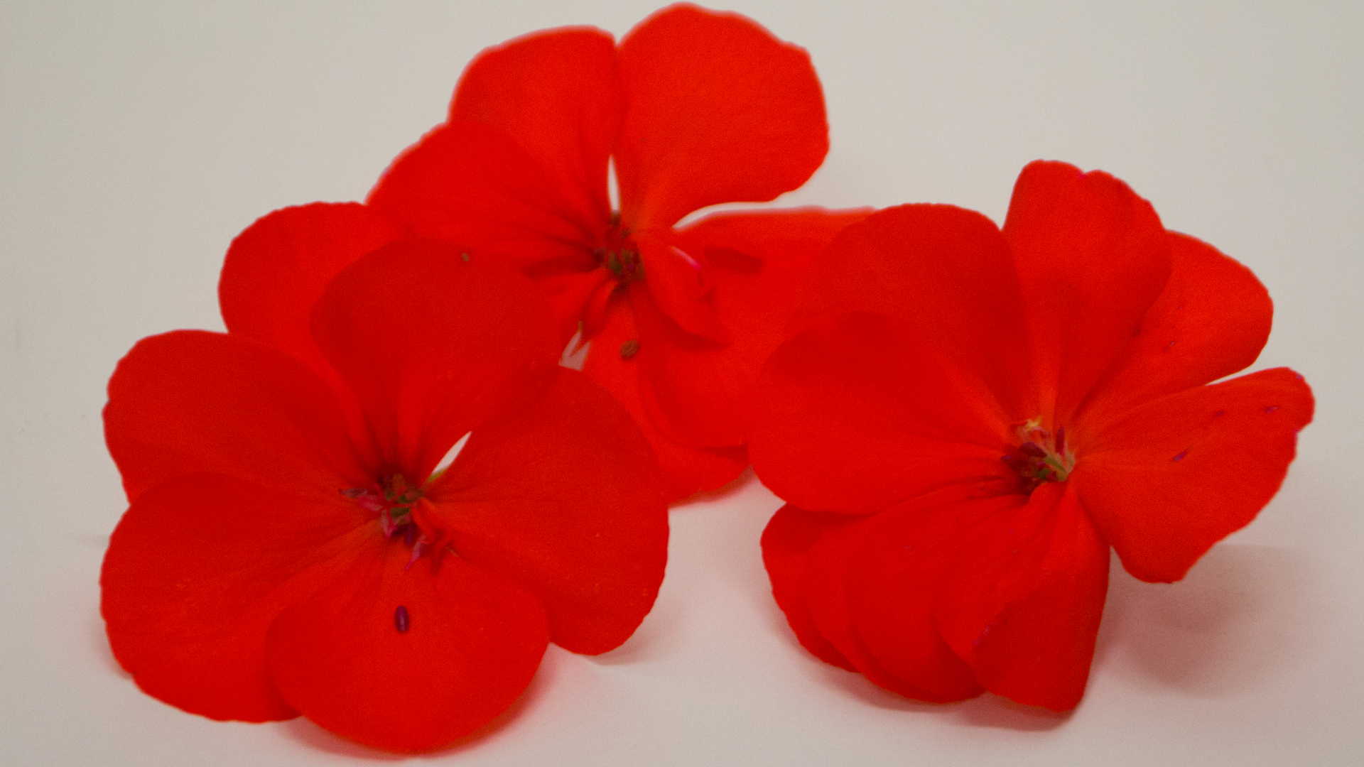 Geranien rot - Essbare Blüten