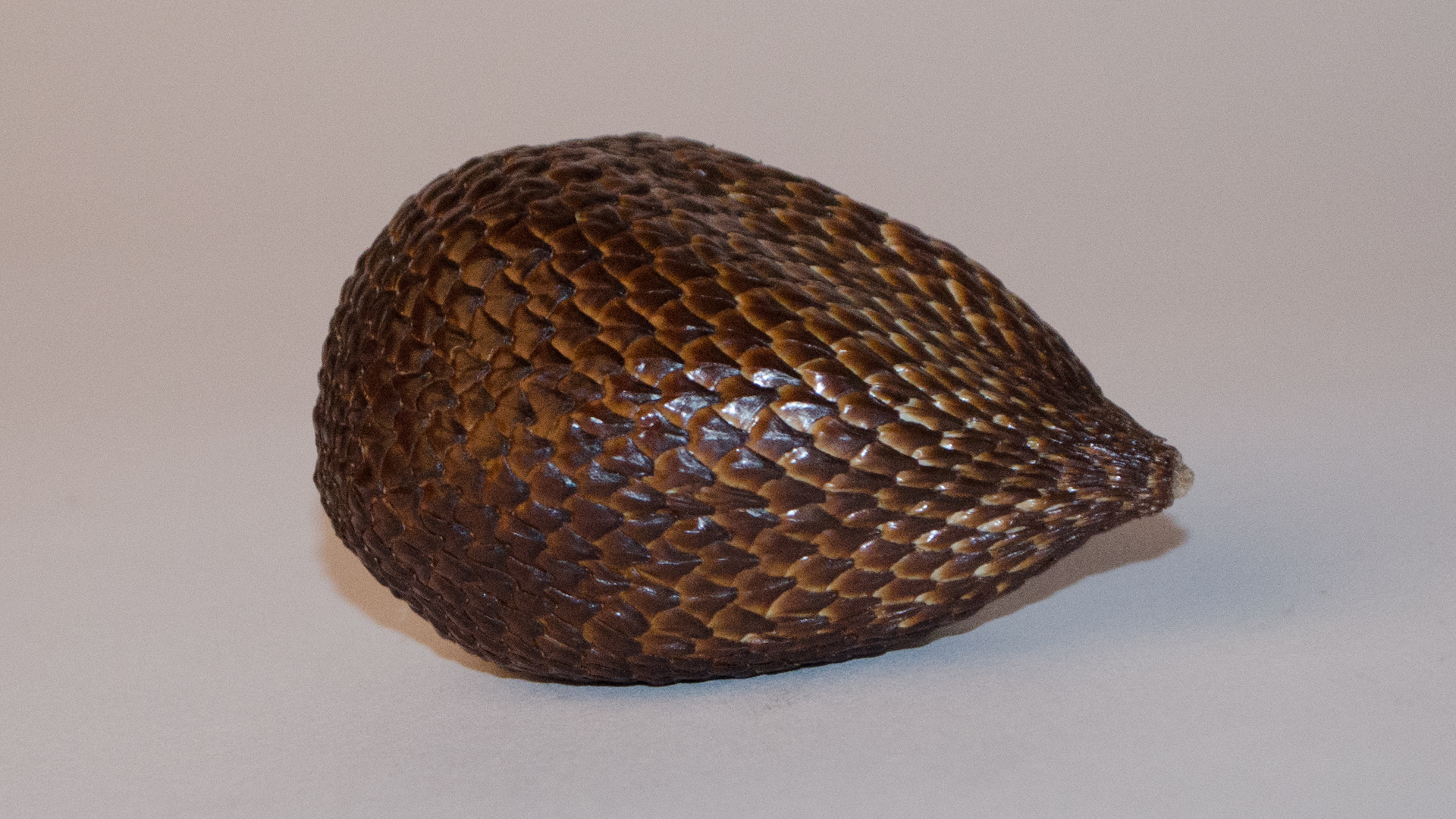 Salak (Salacca Schlangen Frucht)