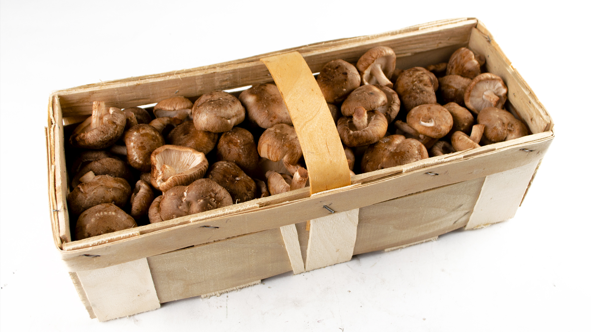 Shiitake-Kiste
