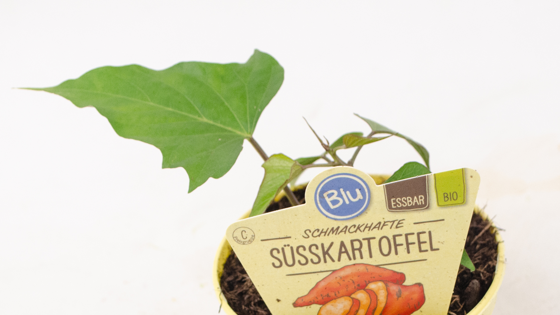 suesskartoffel-pflanze