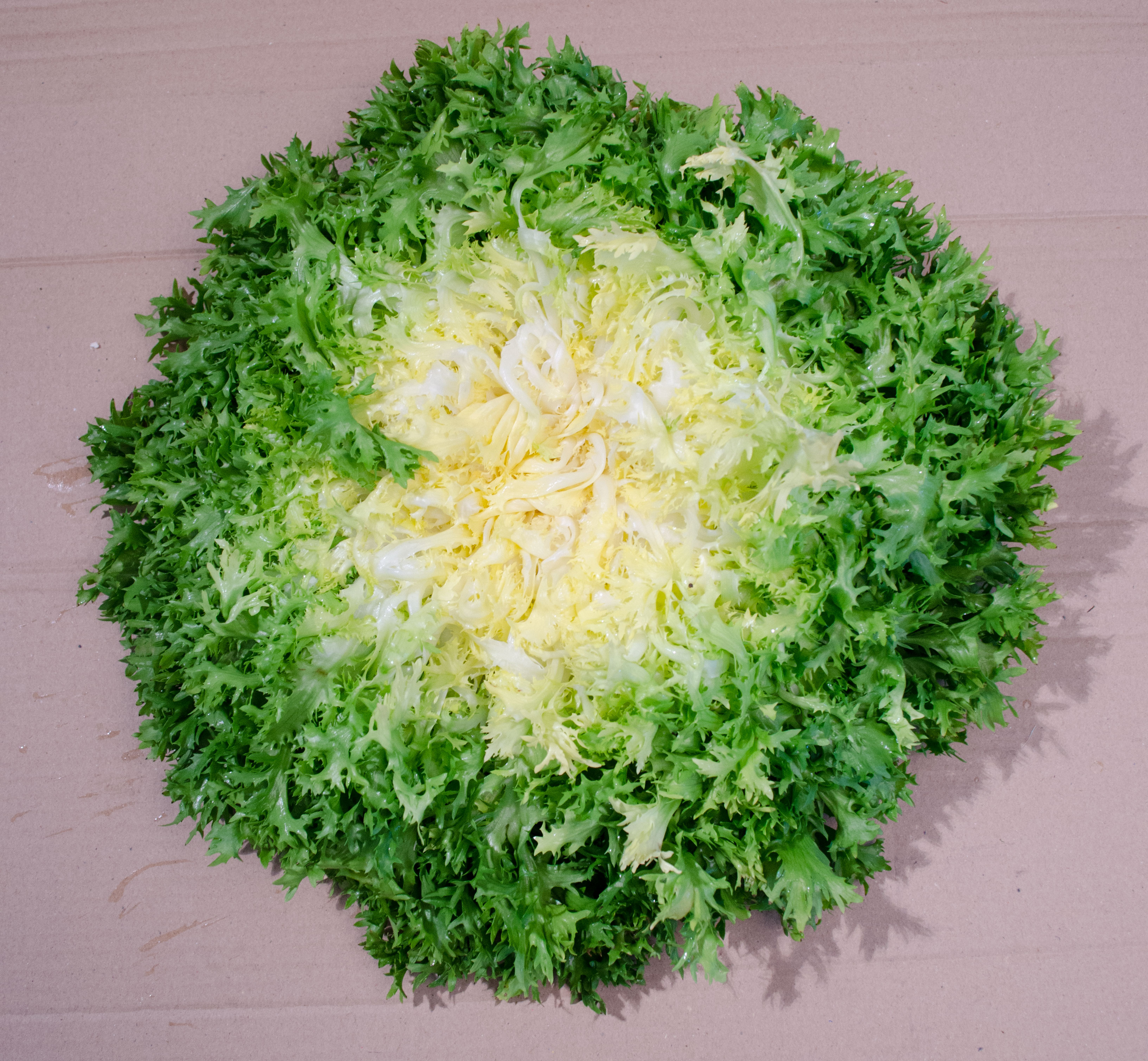 Frisée it.