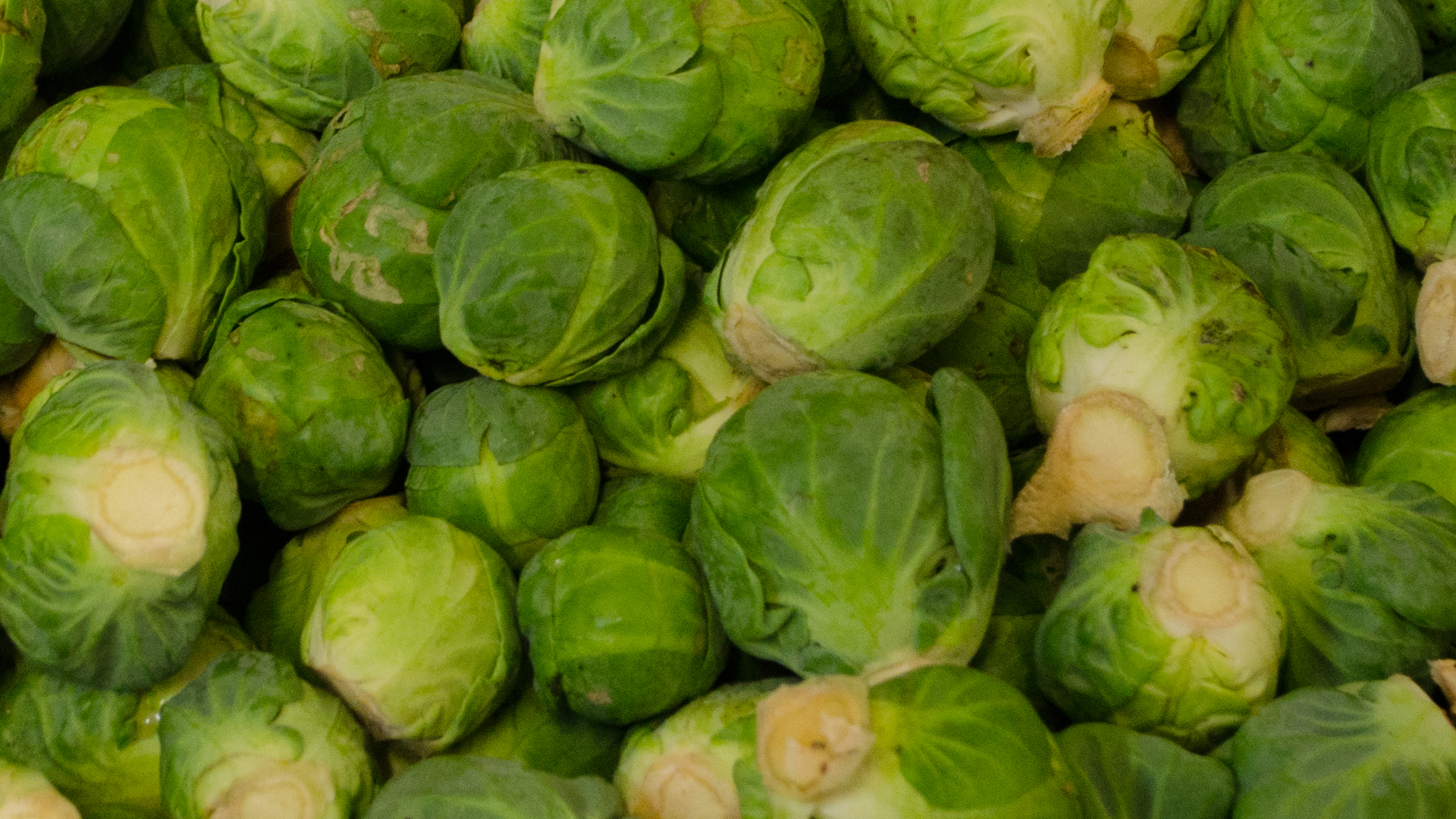 bio-rosenkohl-deutschland-sack