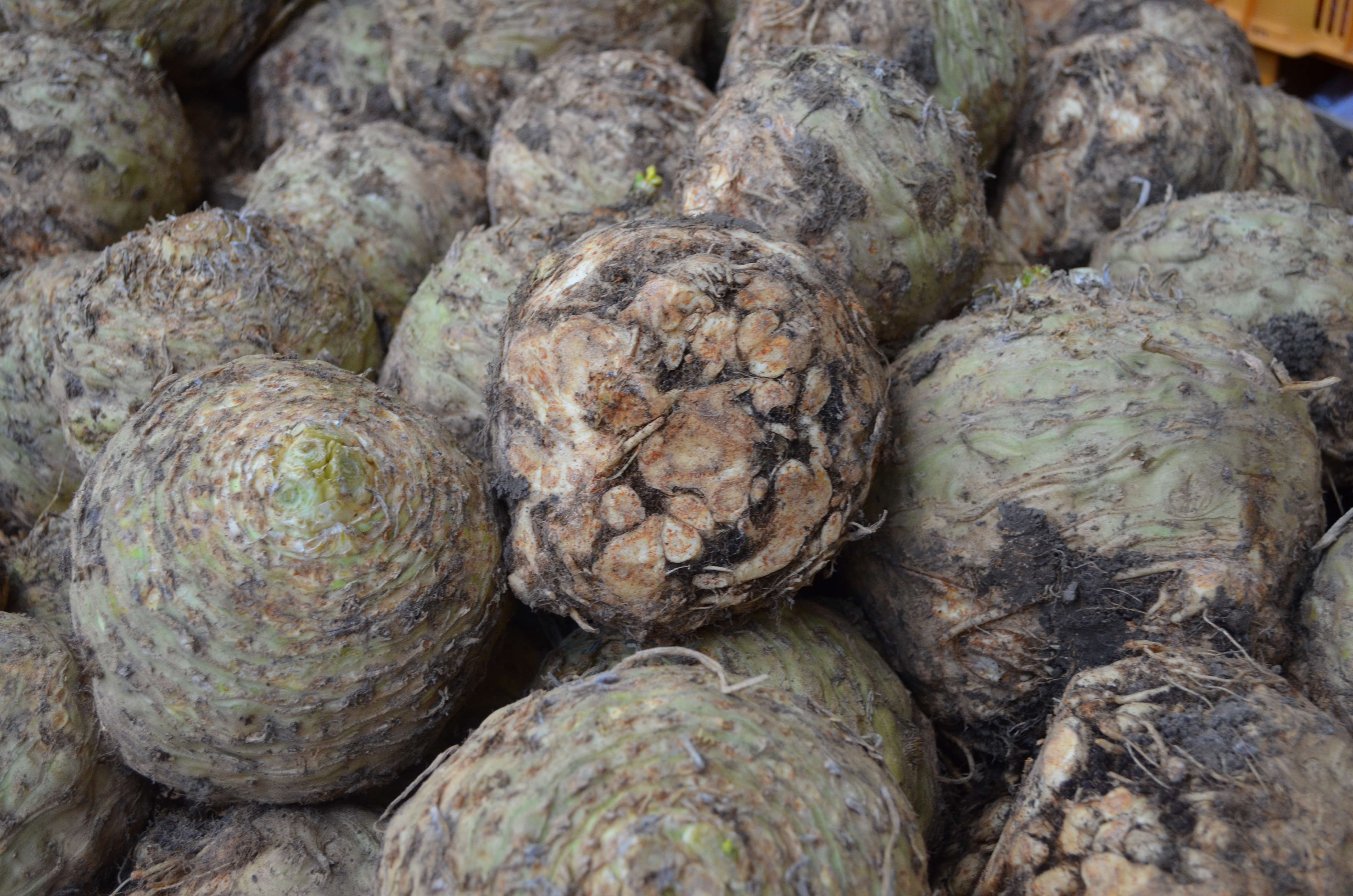 DSC_0110 Bio Knollensellerie Bioland