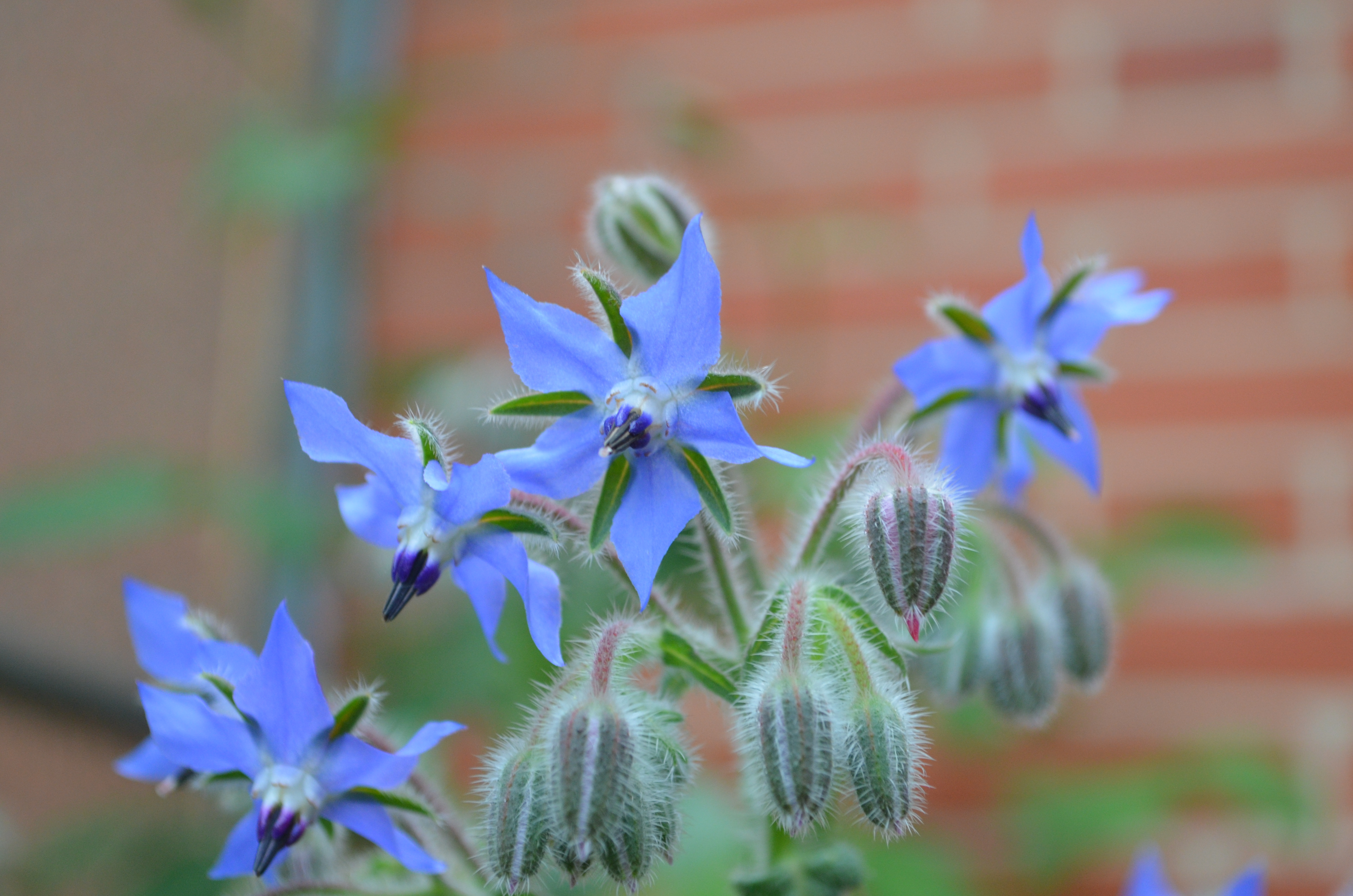 Borretsch Blüten Essbare Blüten