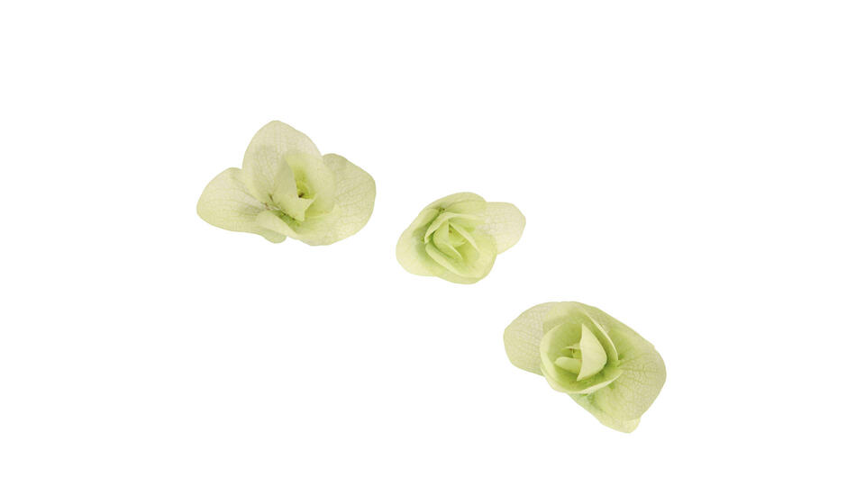 Floregano Origanum