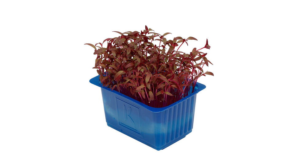 Scarlet Cress