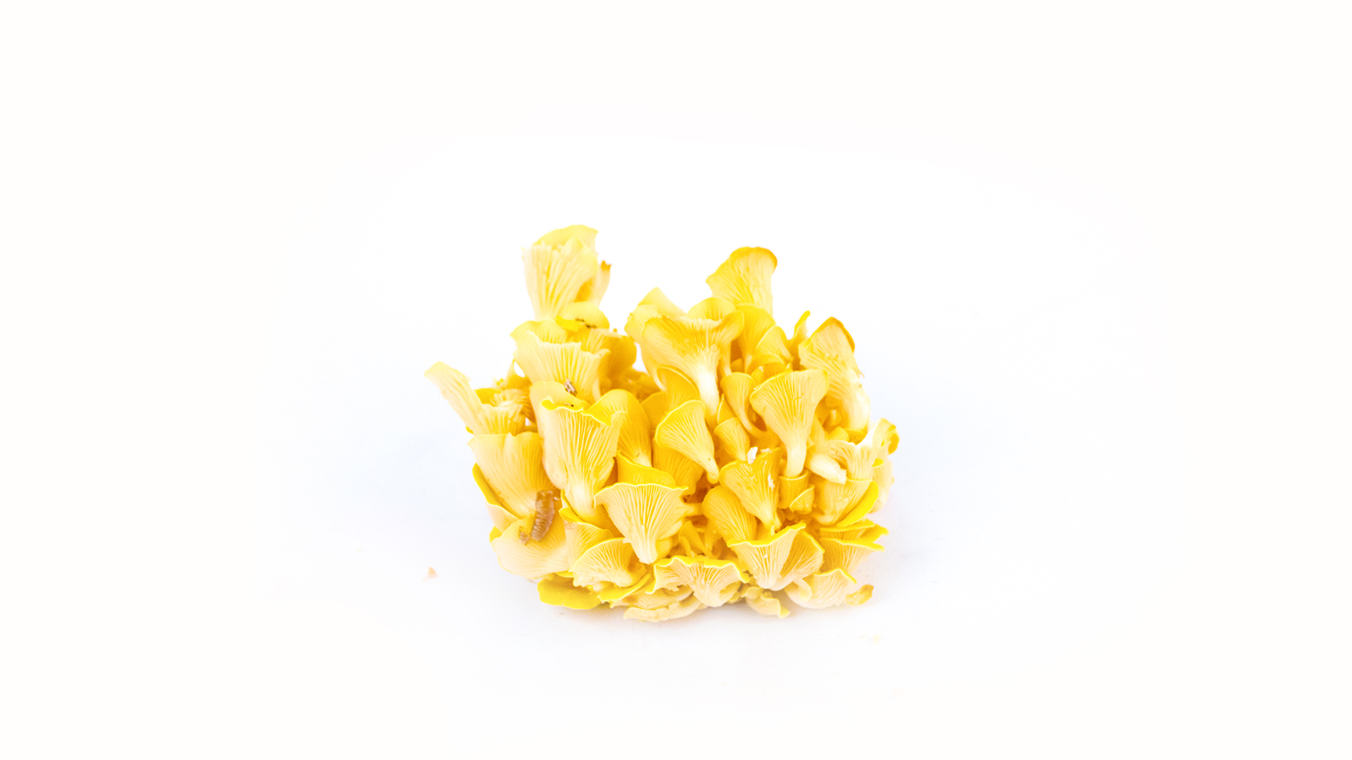 gelber-Limonenseitling-Pilz
