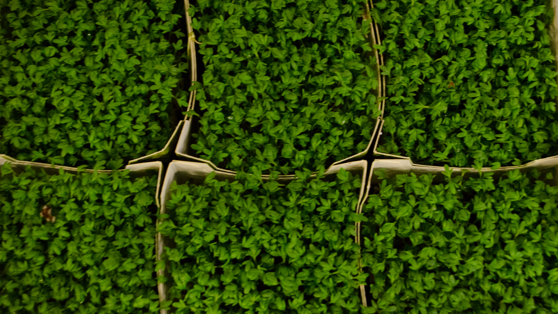 Bio-Gartenkrese 9er Kresse Bio ohne Deckel