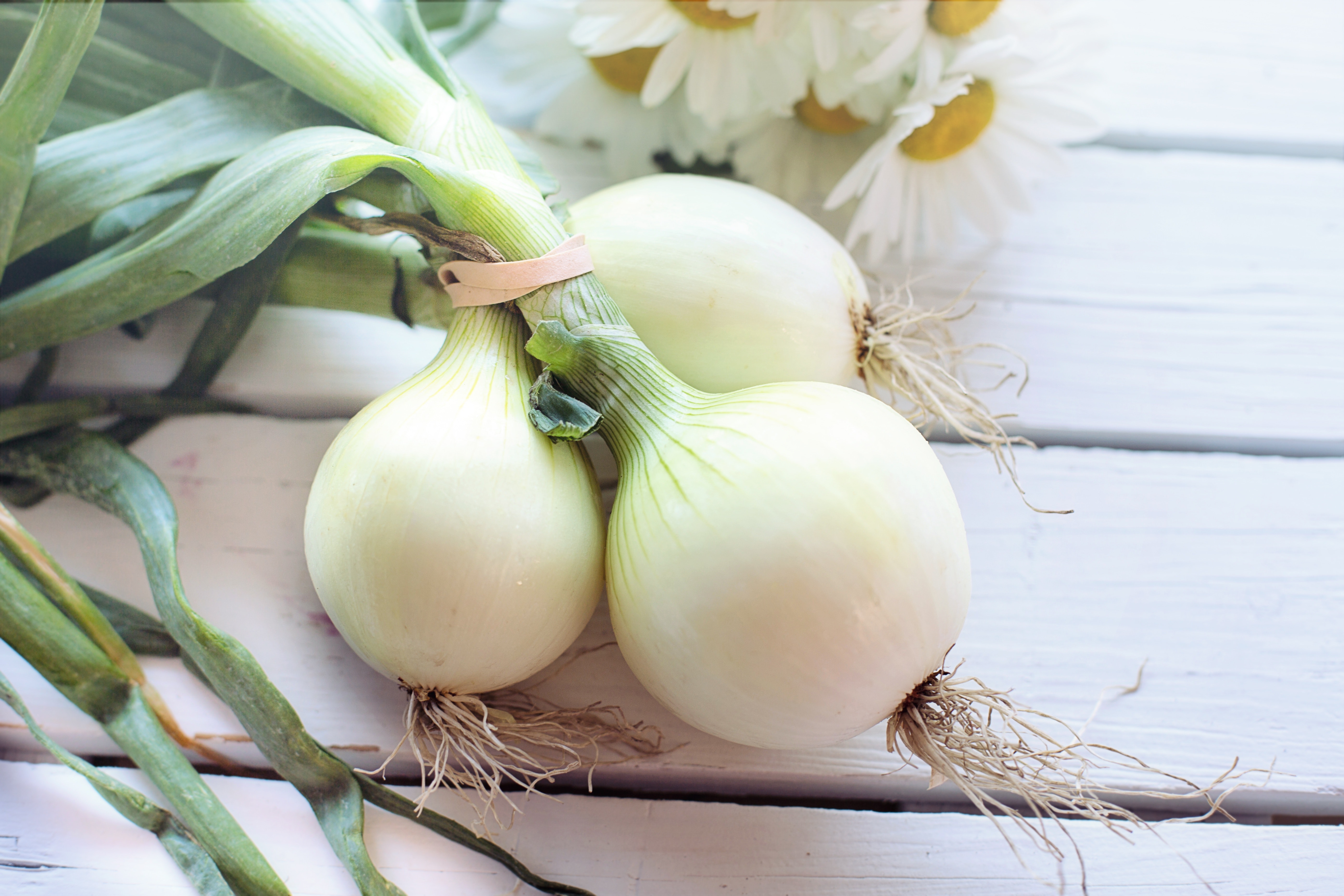 agriculture-blur-close-up-focus-533342