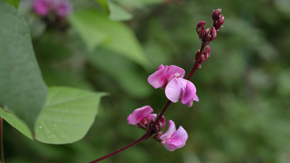 wereld-van-planten-bean-blossom-9962-kopie