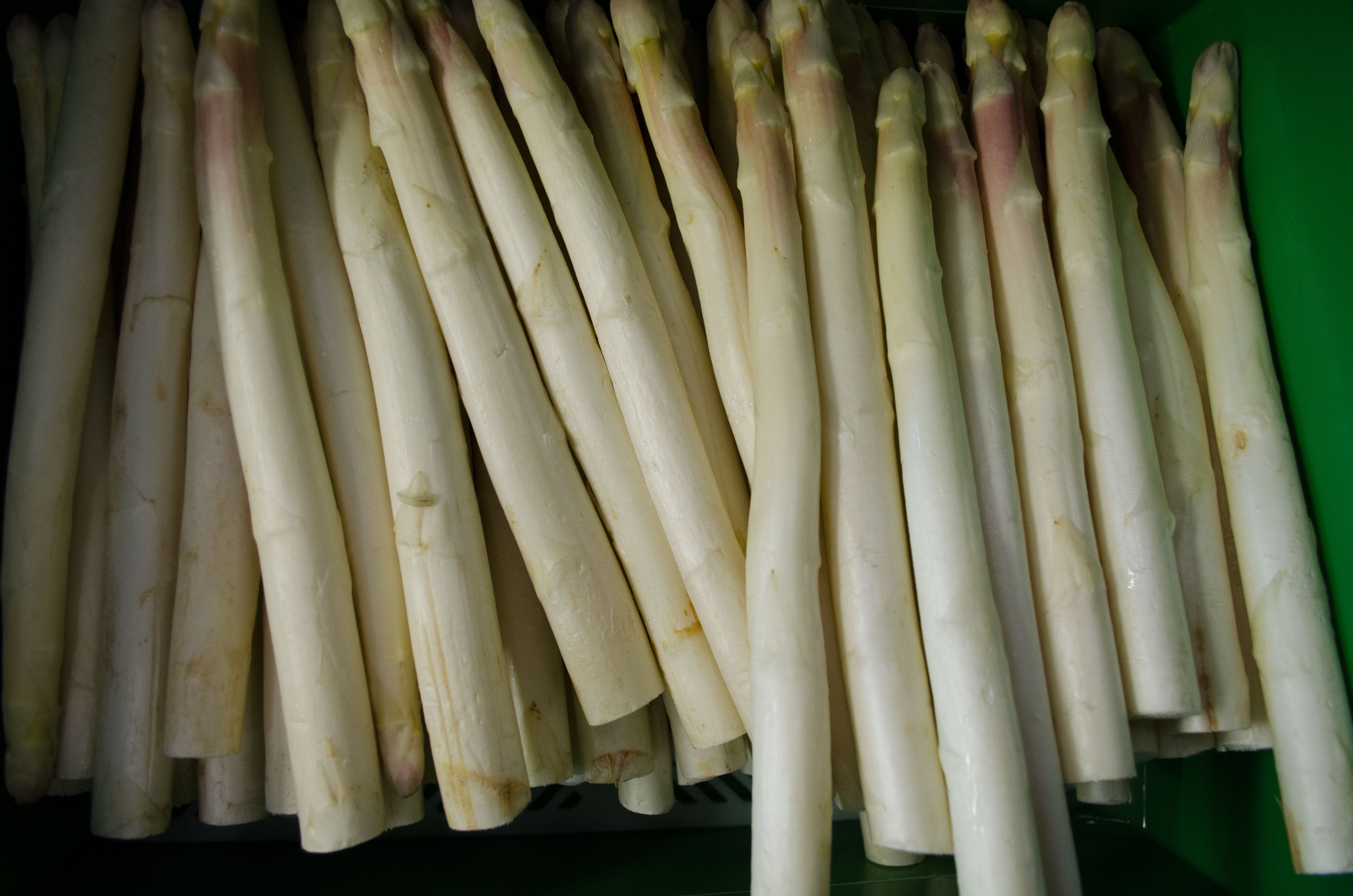 Bio-Spargel-weiss-dick