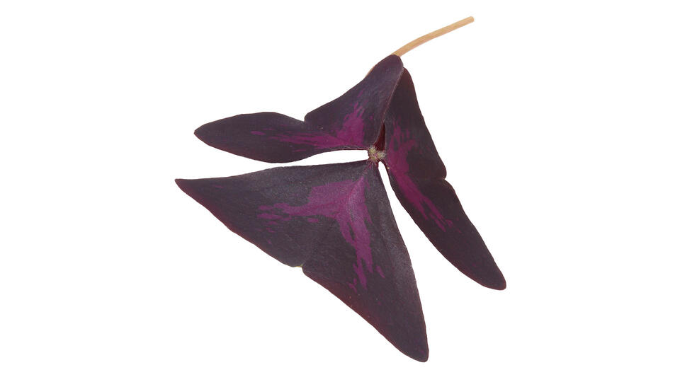 YKA Leaves