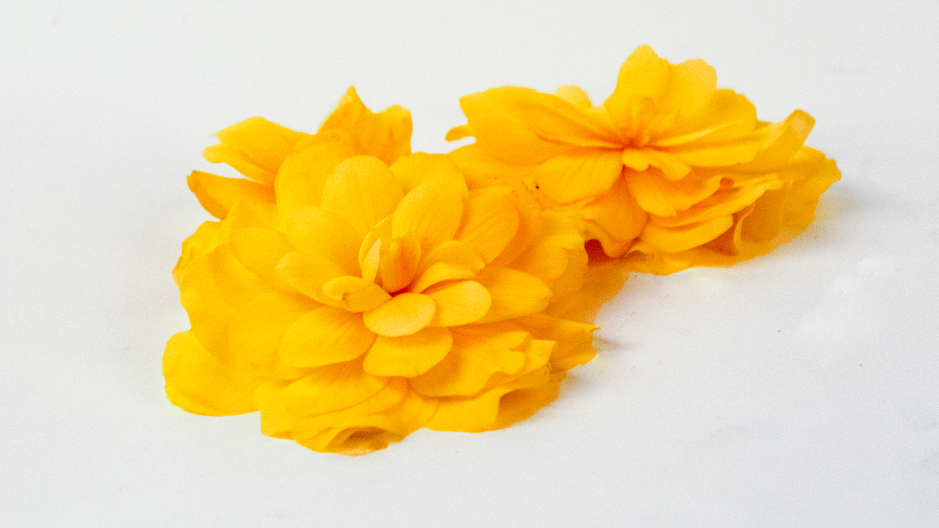 Begonien groß weiß / gelb - Essbare Blüten