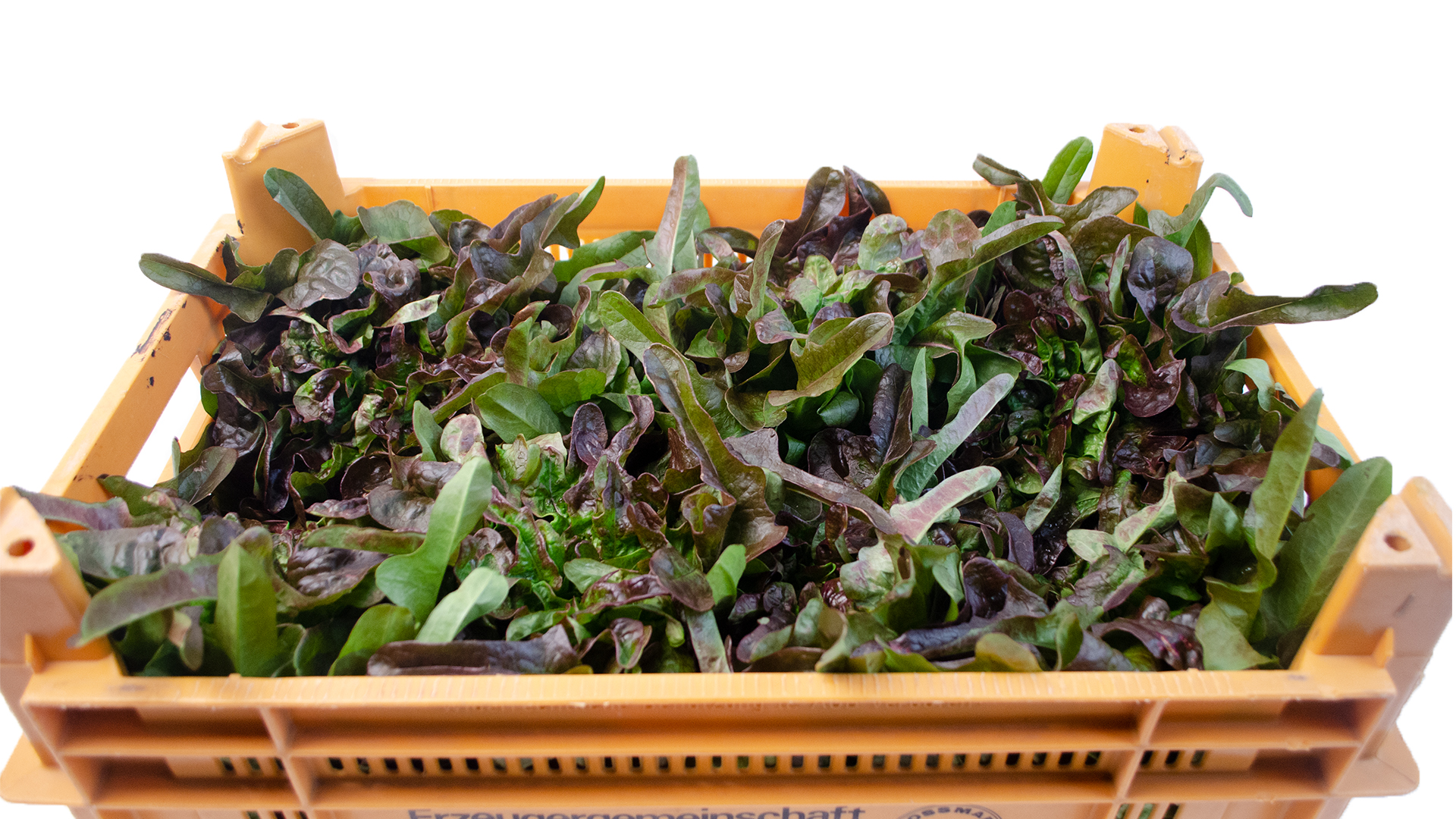 fingersalat-dunkel-kistezA7oyVLMsKOVg Fingersalat Kiste Deutschland