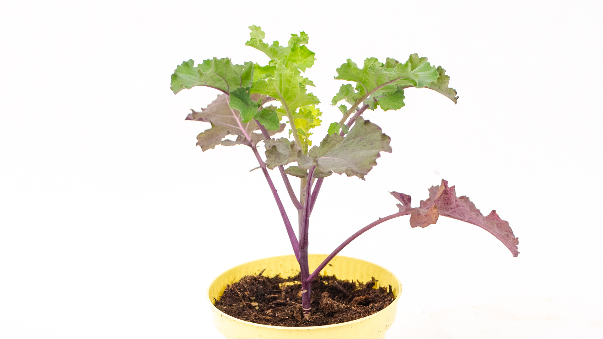 Flower Sprouts Pflanze Topf