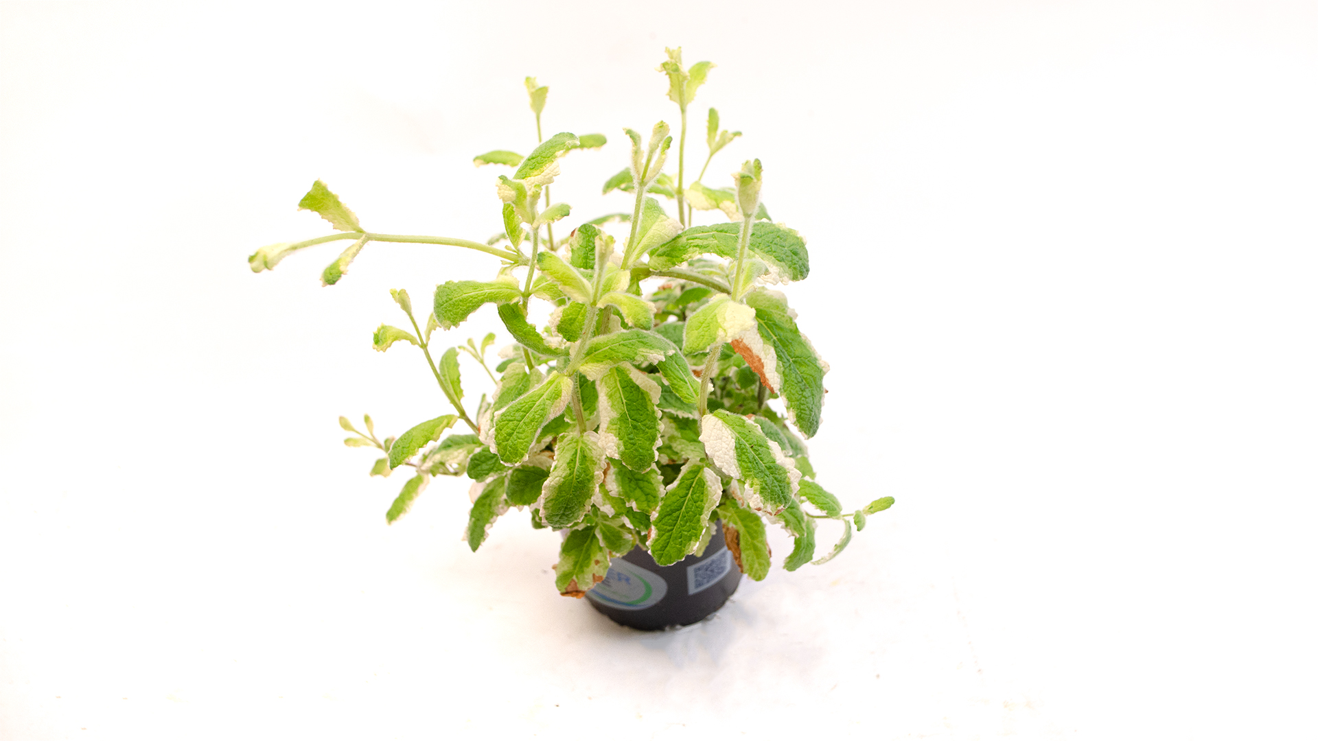 ananasminze-topf-deutschland