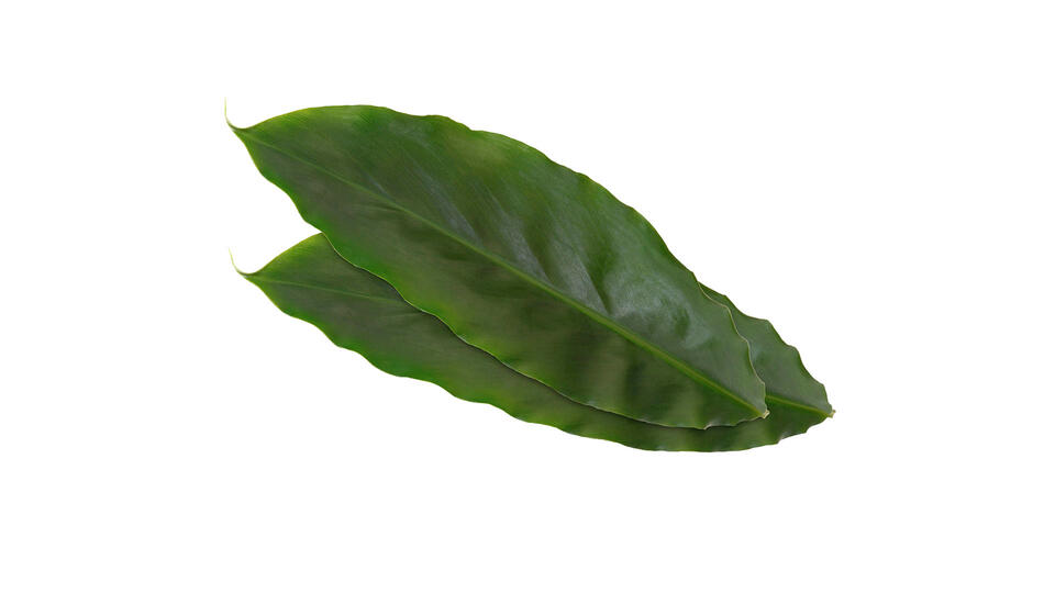 Cardamom Leaves Elettaria