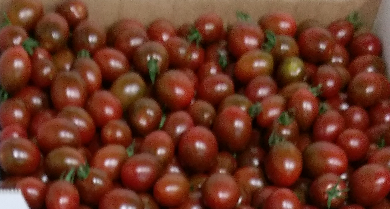 Dattel Cherry rot braun Strauch Tomaten Kiste