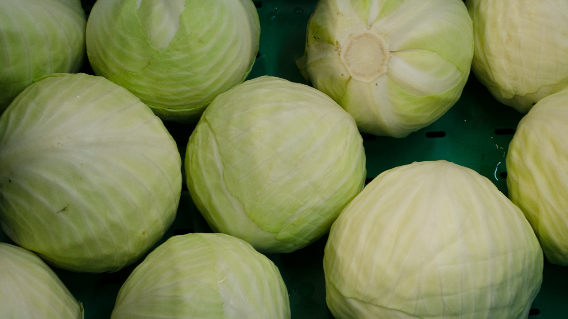 bio-weisskohl Bio Weißkohl Kiste