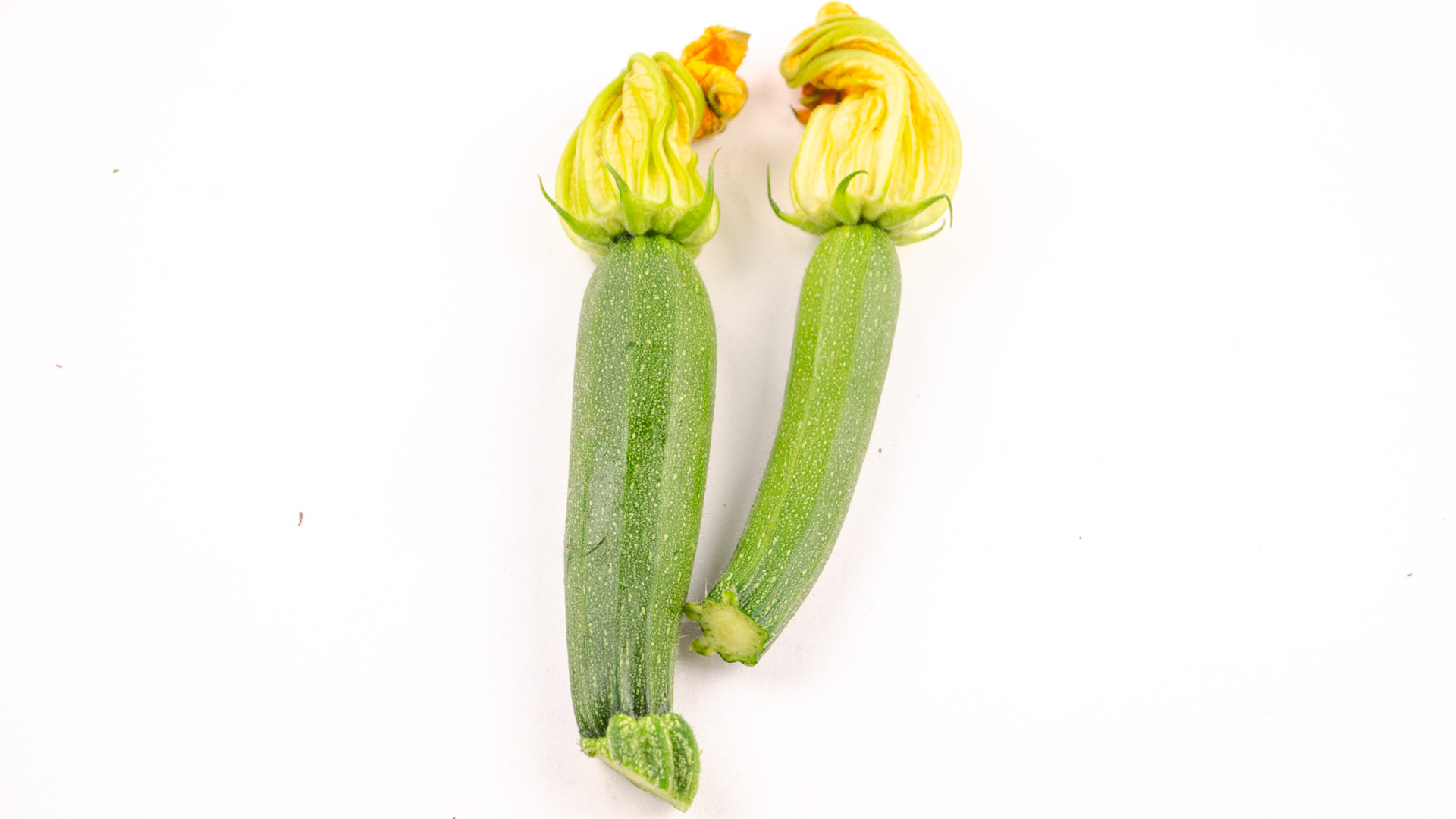 Zucchini Blüten mini
