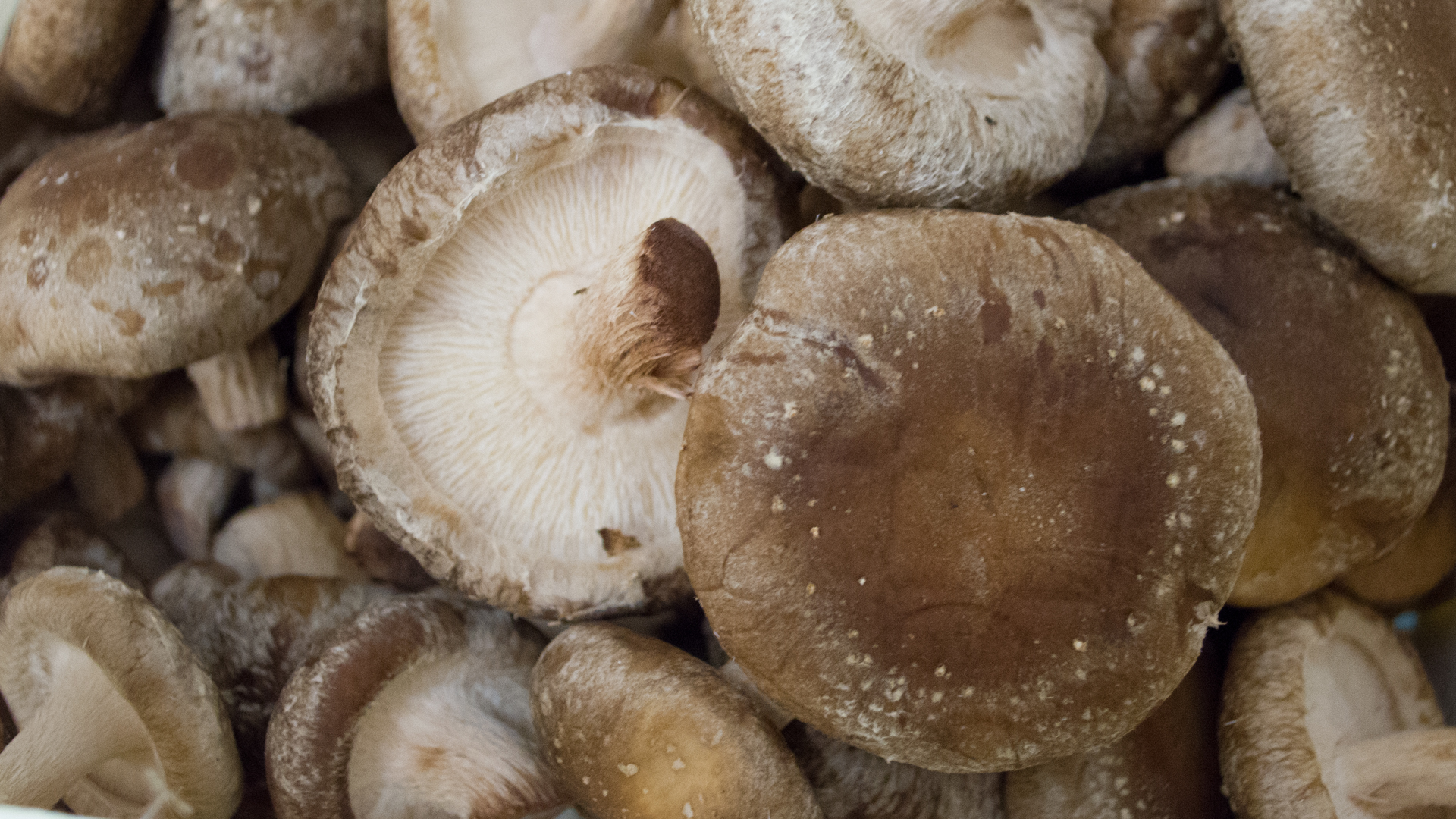 Shiitake-Pilze