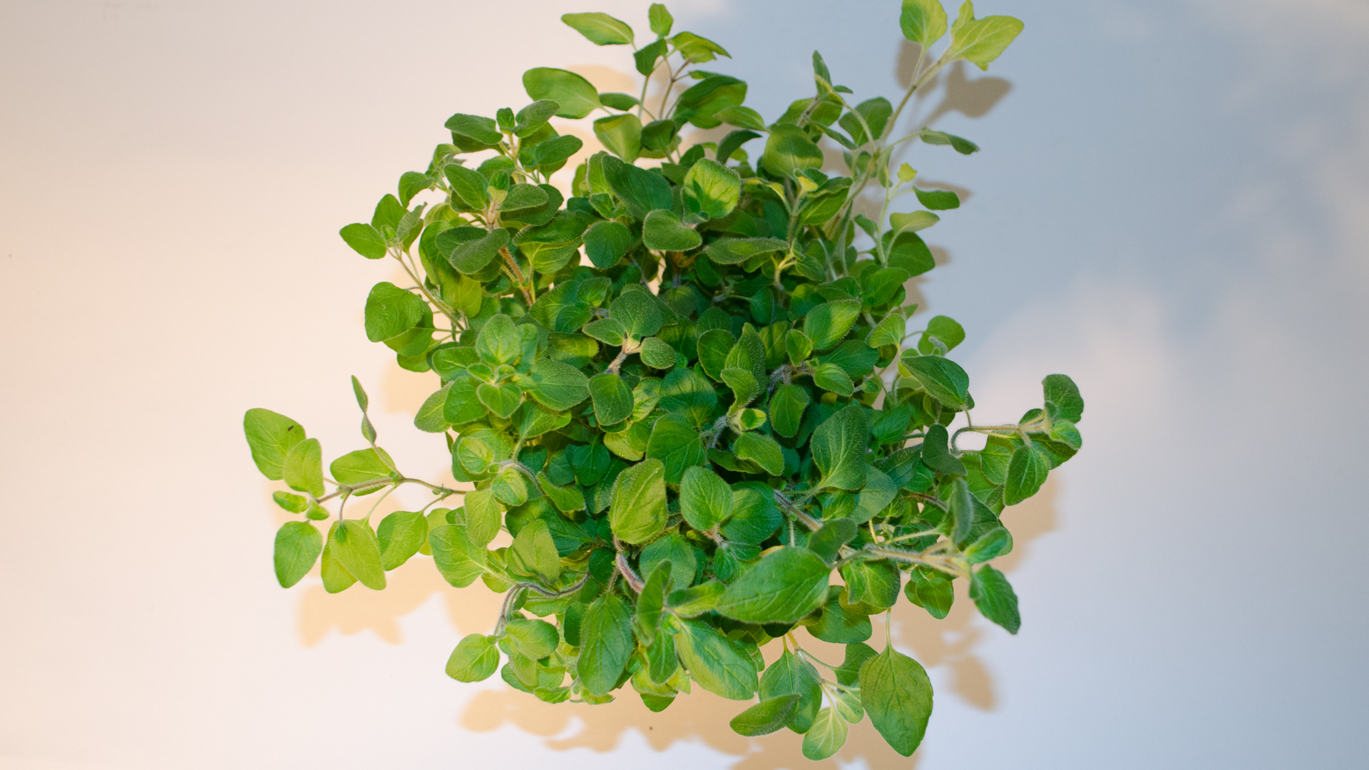 Oregano Topf