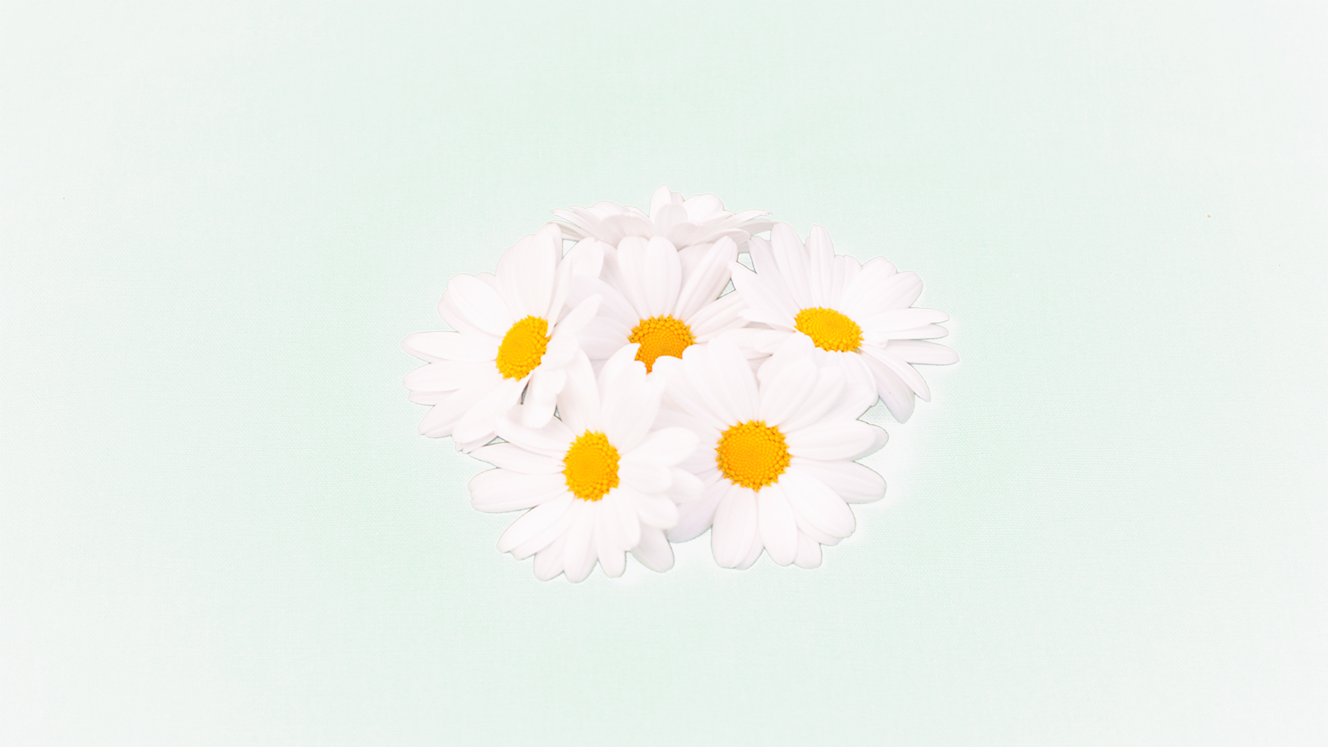 Margariten weiss - Essbare Blüten