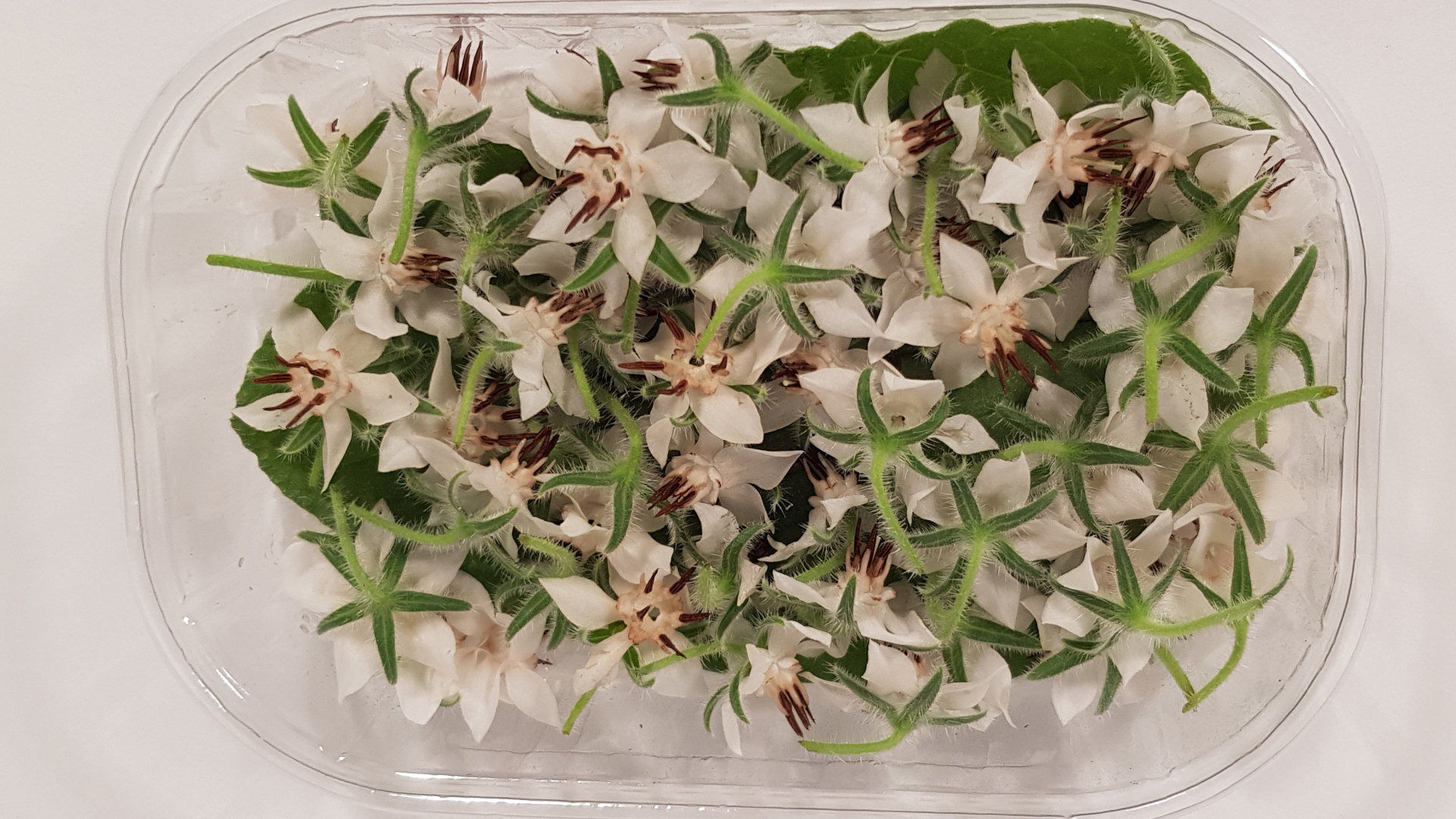 weiße Borretsch Blüten
