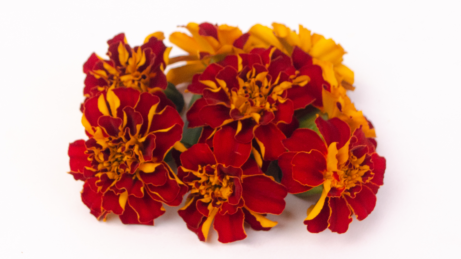 Tagetes orangen gelb Blüten