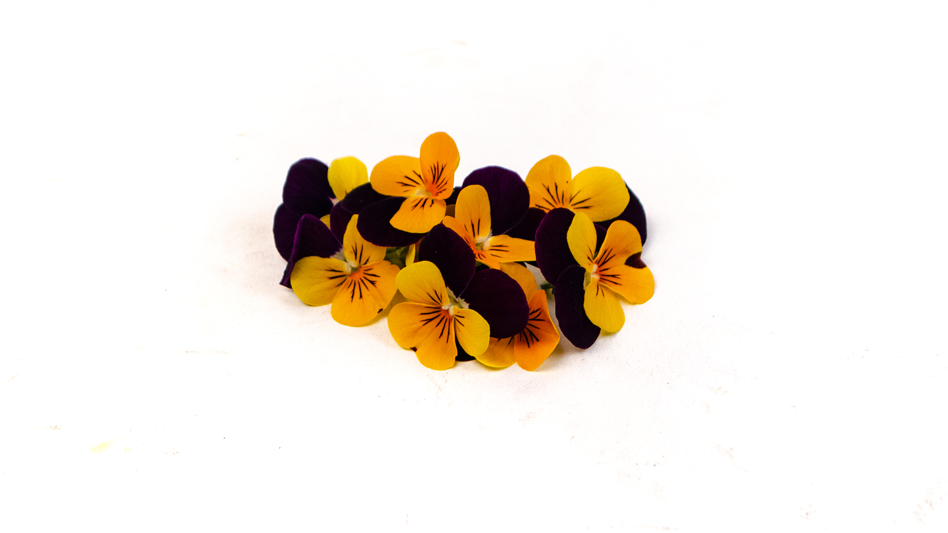 Hornveilchen gelb schwarz - Essbare Blüten