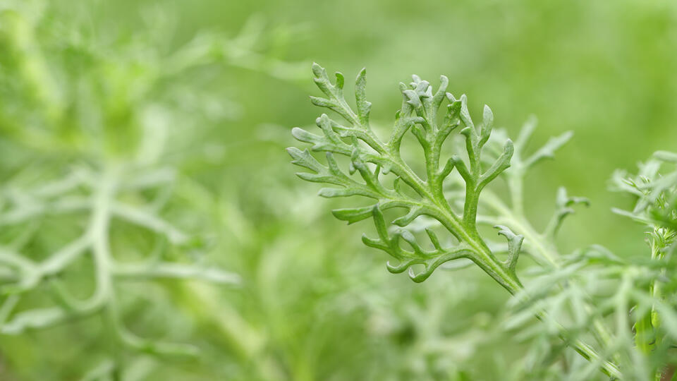 Kikuna Leaves Chrysanthemium