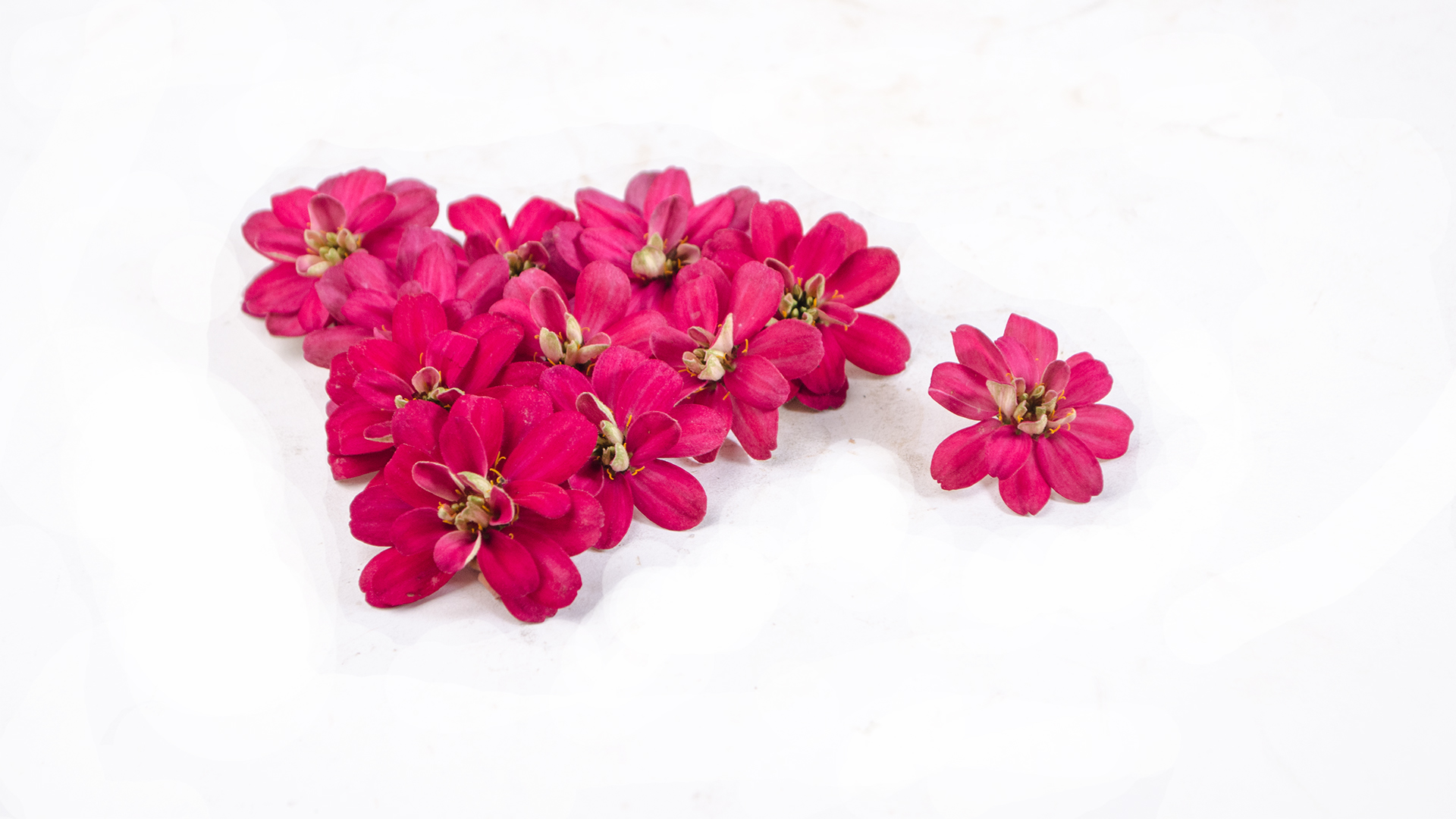 Zinnia Zinnie rot  - Essbare Blüten