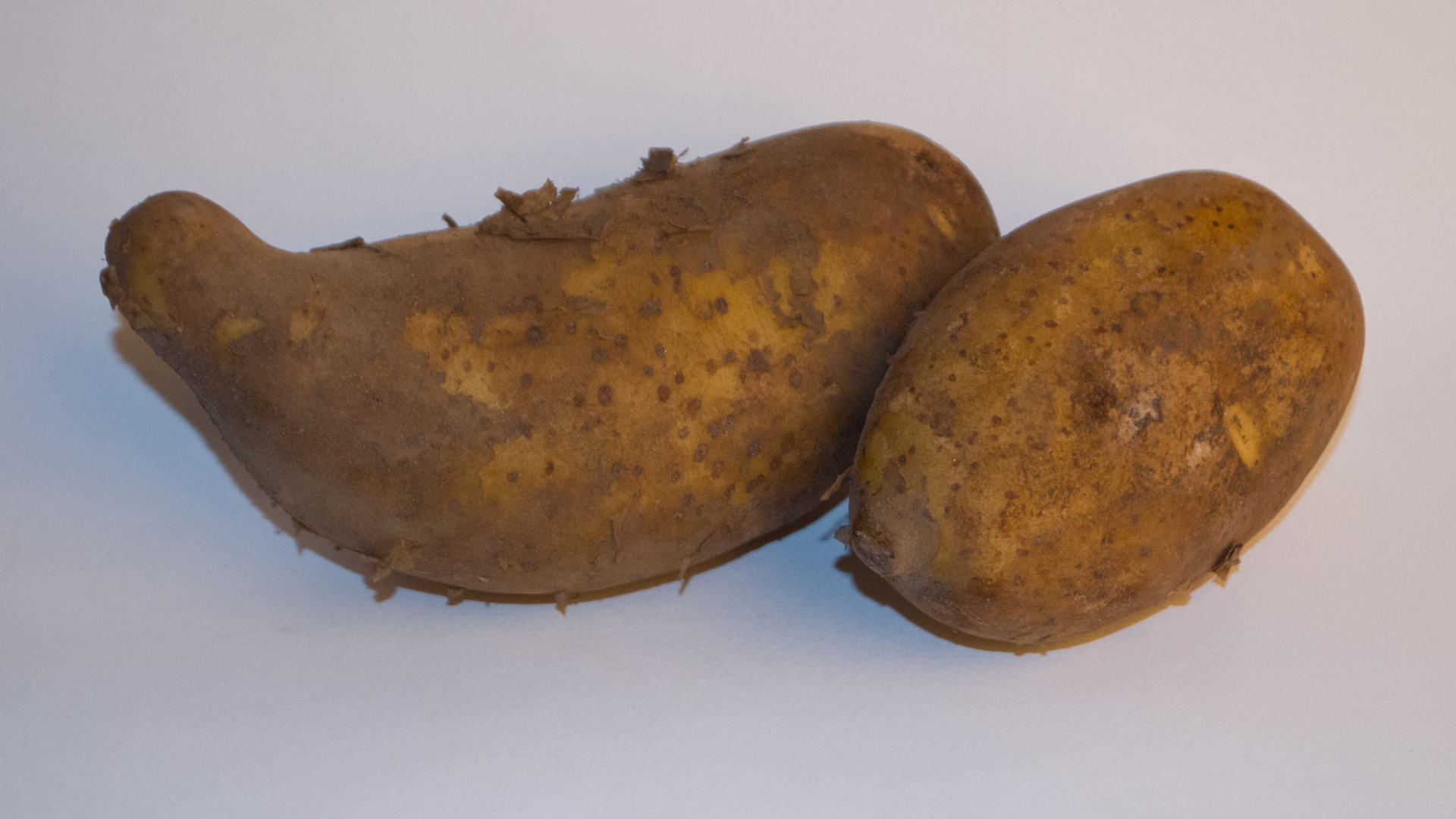 Kartoffel Cilena normal-Sack