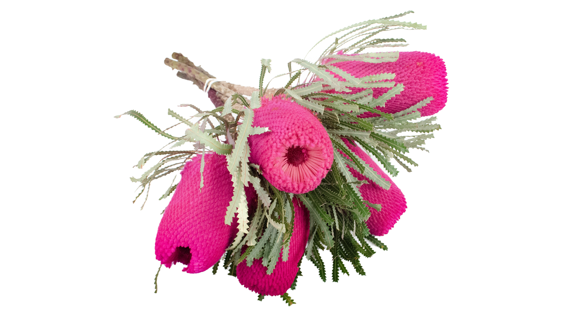 Protea Banksia Pink Bund